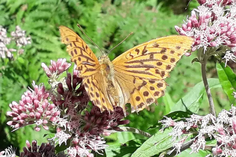 Papillon tabac d'espagne à Roquerlan