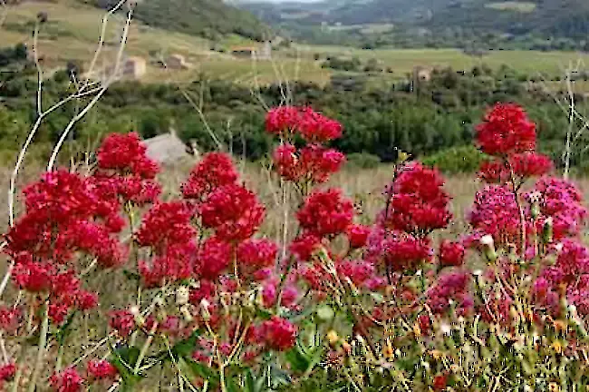 Paysage fleuri sur la randonnée à Roquebrun