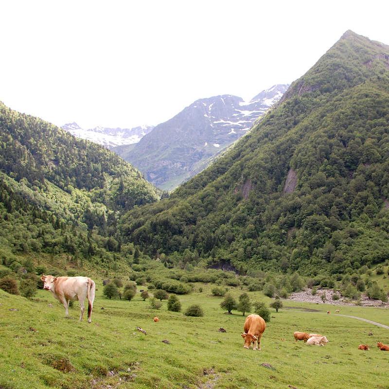 Paysage des Pyrénées en Occitanie