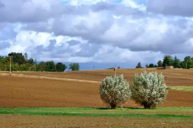 Paysage de terres agricoles du territoire du Lauragais