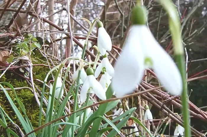 Perce-neige sur la randonnée à Ferrières