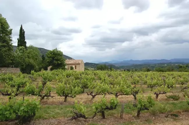 Petit patrimoine bâti et vigne sur la randonnée à Malaucène
