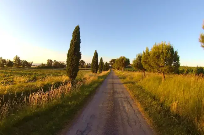 Petite route bordée de cyprès sur la randonnée à Fanjeaux