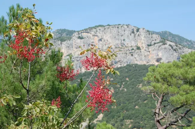 Pistachier térébinthe en fleurs