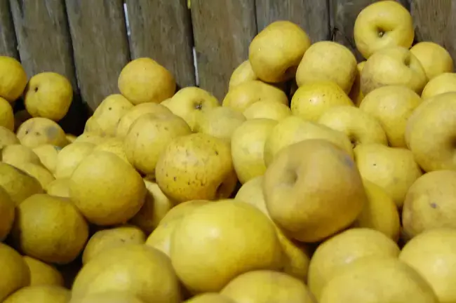 Pommes de la variété Clochard