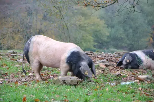 Porcs cul noir sous les châtaigniers