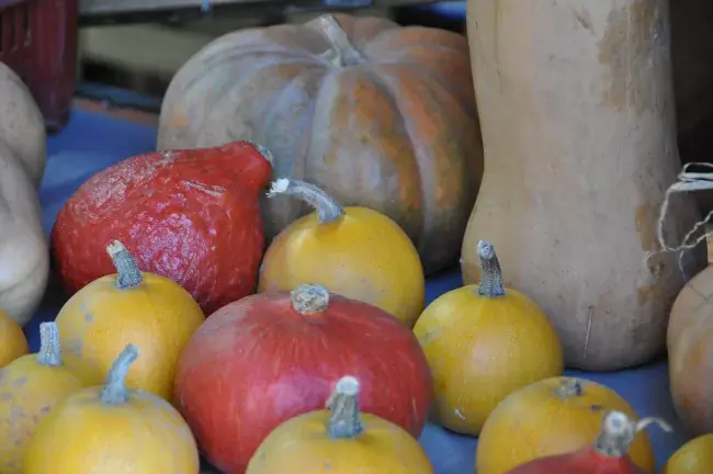 Potimarrons et butternut biologiques