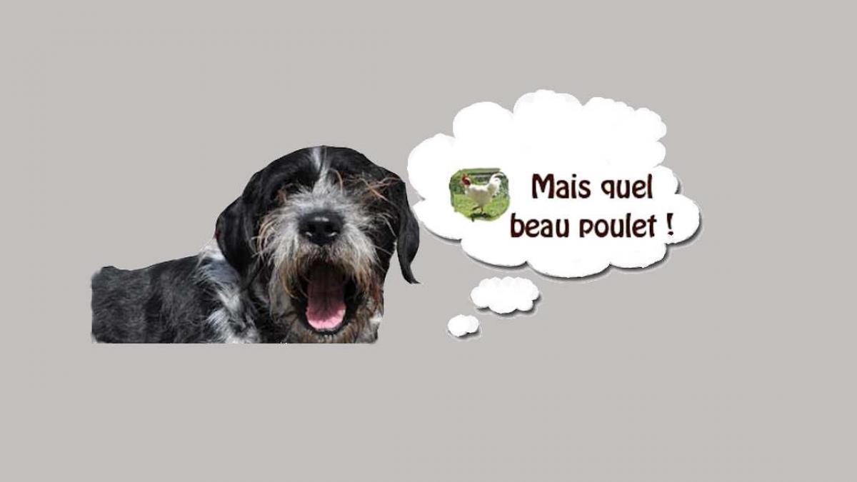 Un poulet d'estives dans les coulisses du guide alternatif