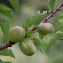 Producteur arbres fruitiers bio 2