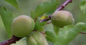 Producteur arbres fruitiers bio 2