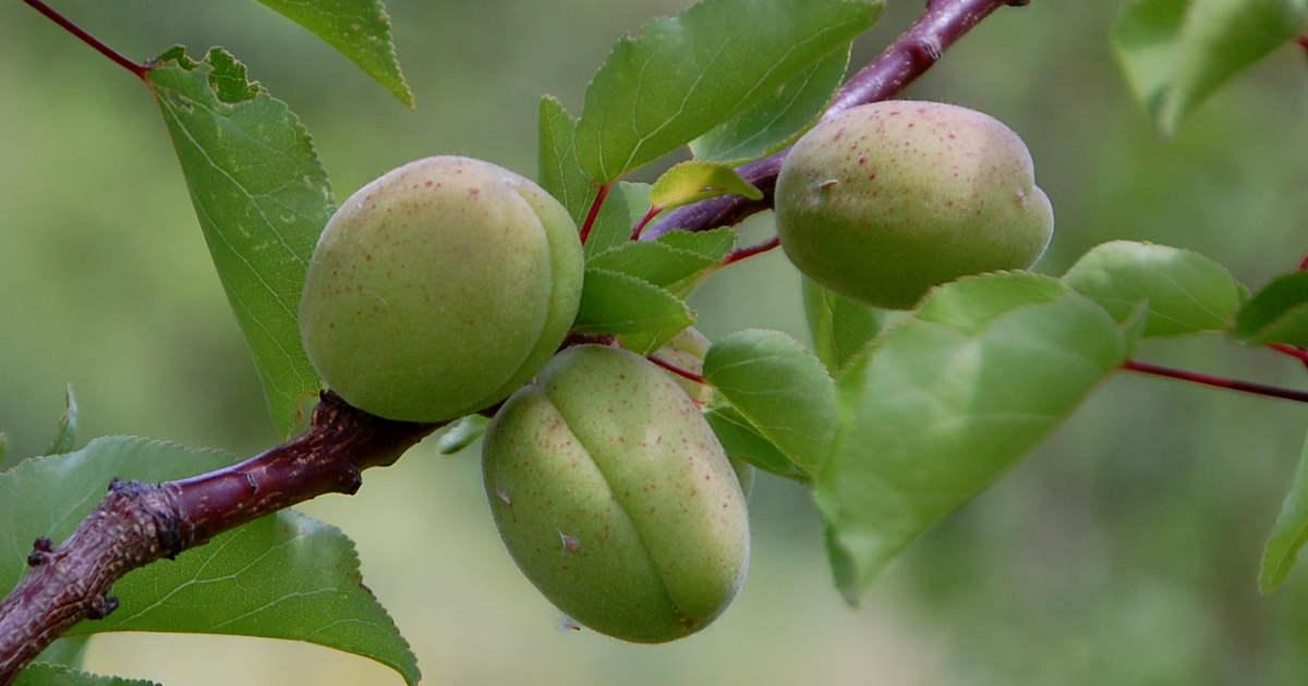 Producteur d'arbres fruitiers bios à Caunes-Minervois daans l'Aude