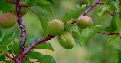 Producteur d'arbres fruitiers à Caunes-Minervois
