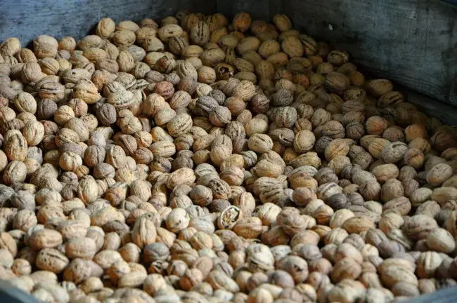 Producteur de noix biologiques à Bilhac