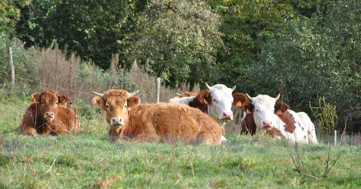 Producteur éleveur de veaux biologiques en Corrèze