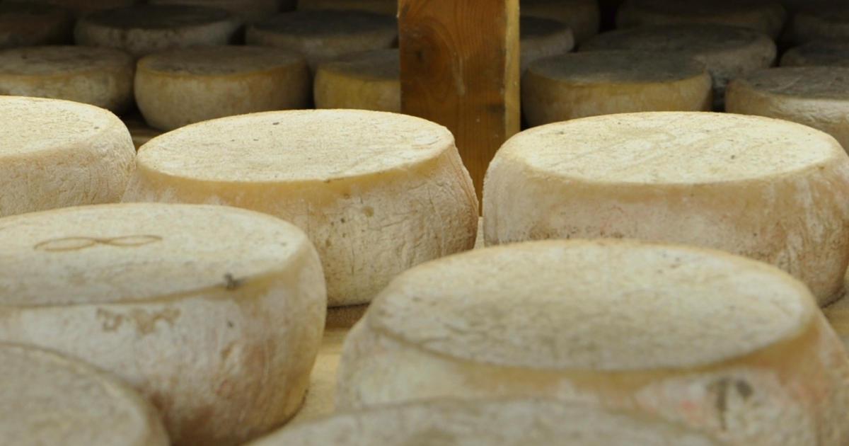 Producteur de fromage de brebis à Samuran dans les Hautes-Pyrénées
