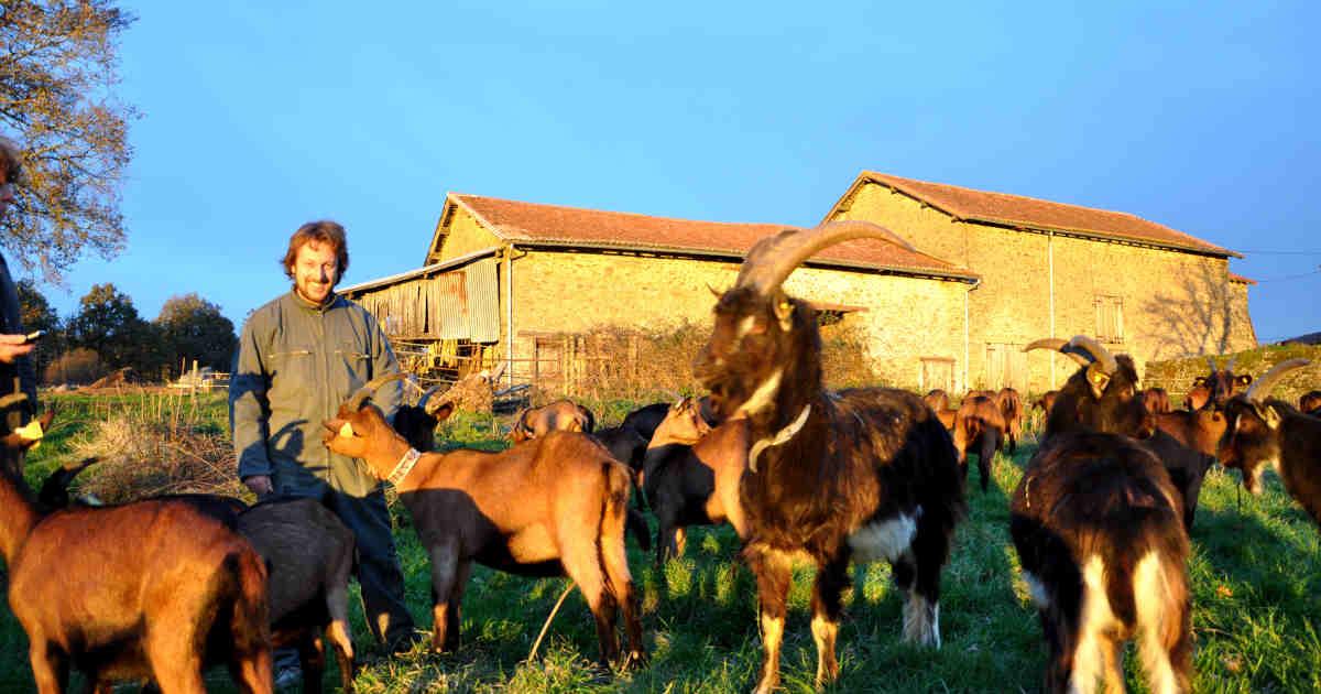 Producteur de fromages de chèvres à Gorre en Haute-Vienne