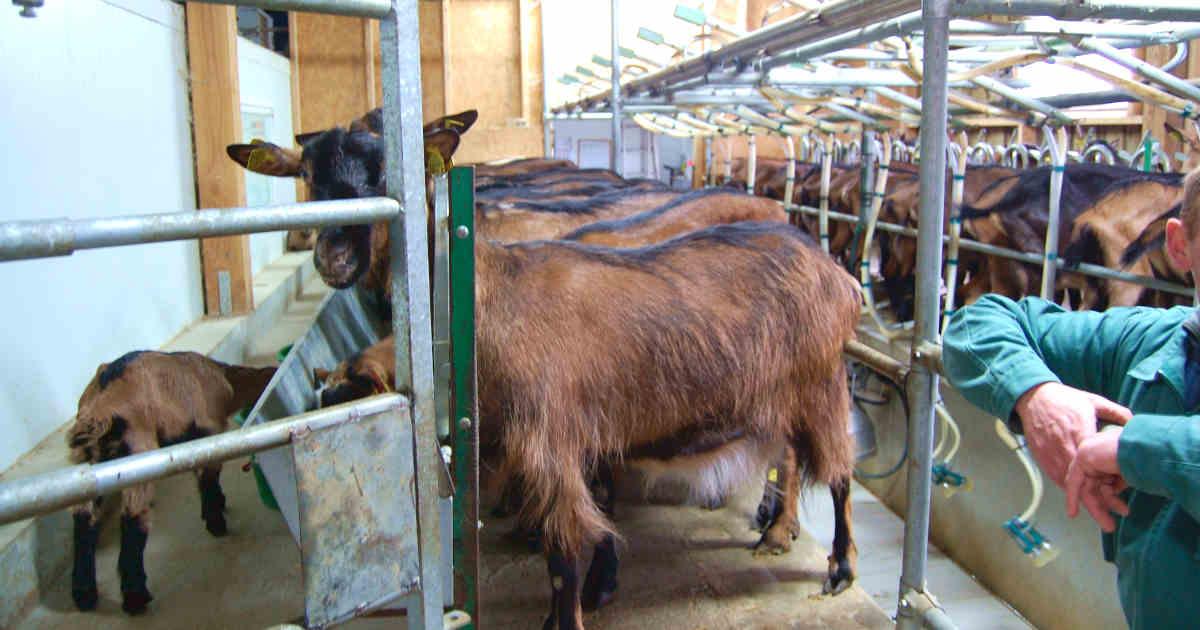 Producteur de fromages de chèvres à Coulonges-sur-l'Autize