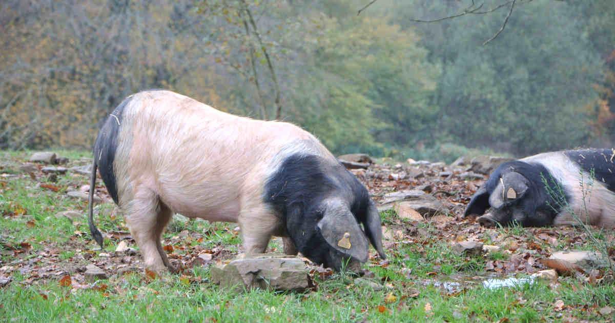 Producteur de porcs Cul Noir à La Meyze en Haute-Vienne