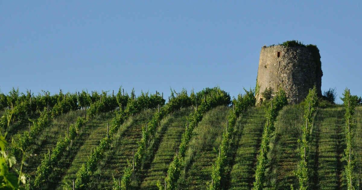 Producteur de vin au Fossat dans l'Ariège - Dominik Benz créateur de vins