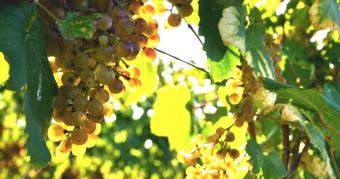 Producteur de vin dans le Gers - Le Pacherenc de Vic Bilh