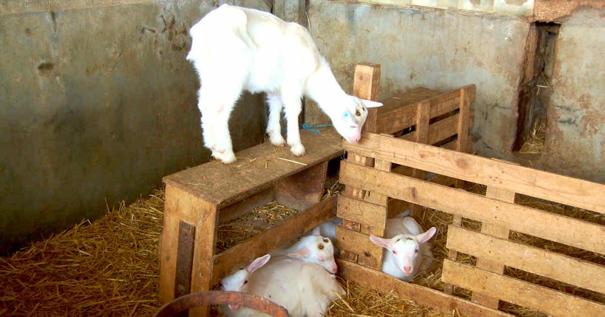 Les producteurs de fromages de chèvres de l'Abbaye d'Asnière à Montreuil-Bellay