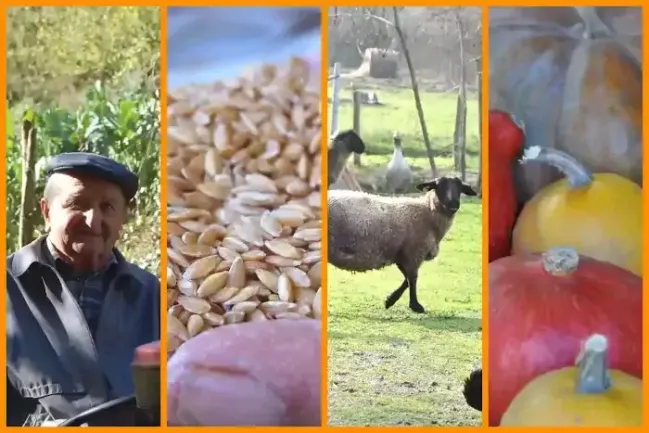 Les producteurs locaux paysans