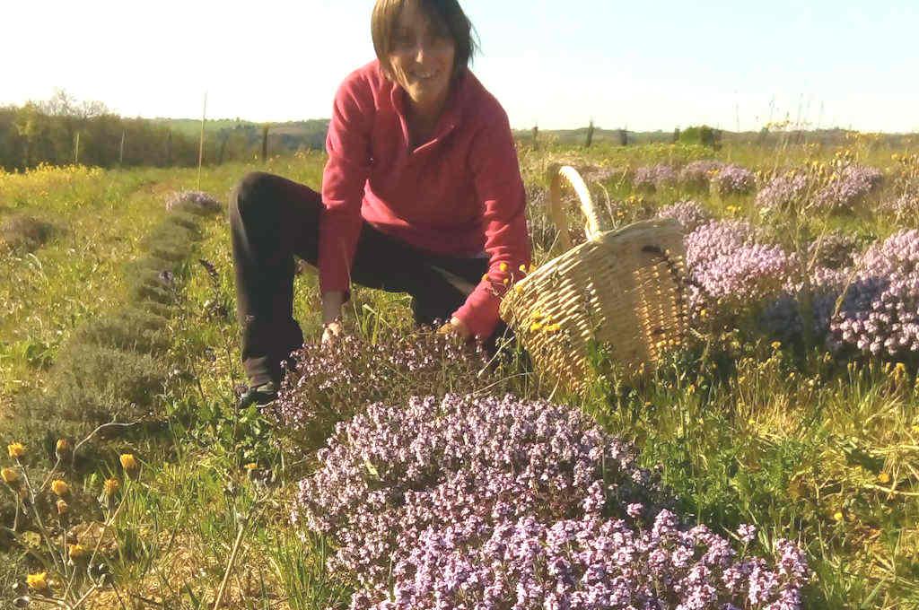 Productrice de plantes aromatiques et médicinales l'Herbier d'Autan à Montmaur