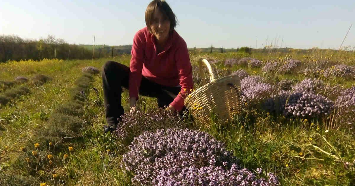 Productrice de plantes médicinales - L'Herbier d'Autan à Montmaur dans l'Aude