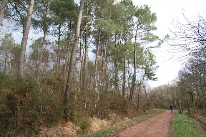 Randonneur sur le chemin d'Herbignac