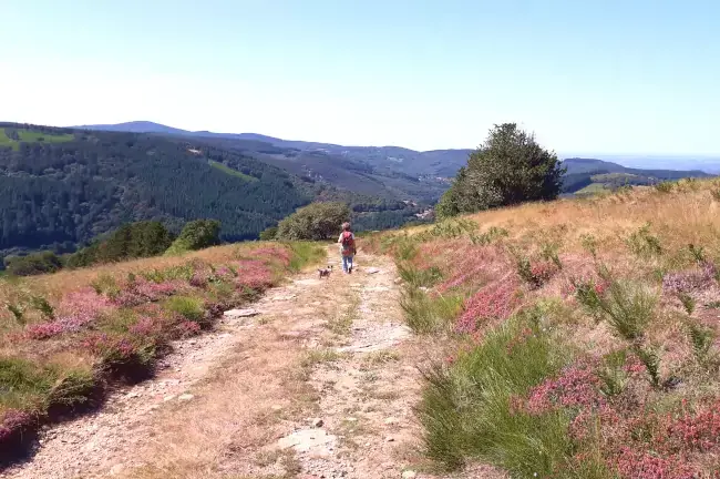 Randonneuse sur le chemin bordé de bruyère en fleurs sur la randonnée à Roquerlan