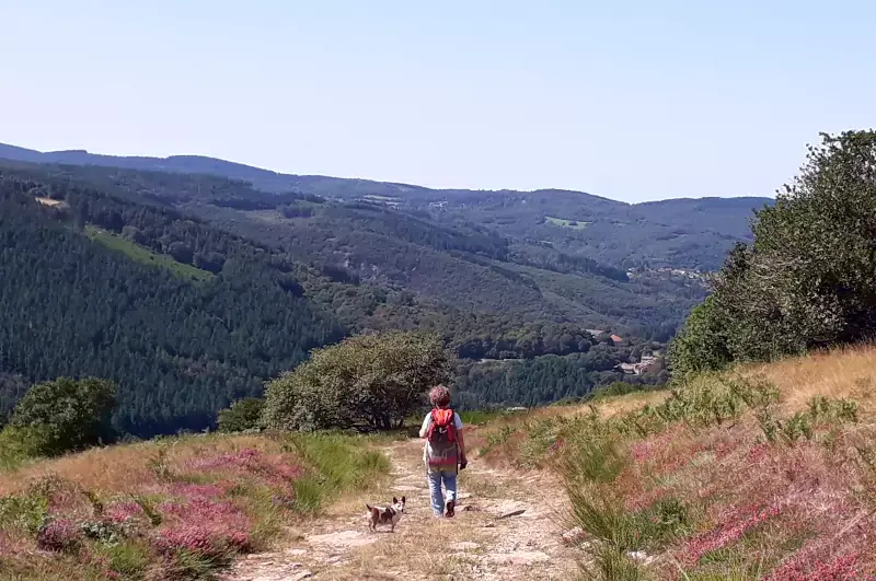 Randonneuse sur un chemin bordé de bruyère en fleurs à Roquerlan