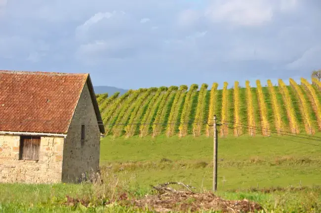 Rangées de vigne sur la randonnée de Queyssac-les-Vignes