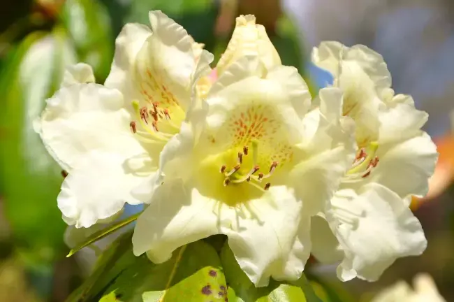 Rhododendron en fleurs parc floral à Combrit