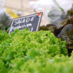 Salades maraichage biologique 800