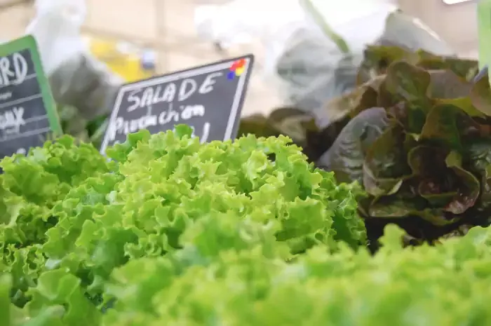 Salades produites en maraîchage biologique sur le marché de Parthenay