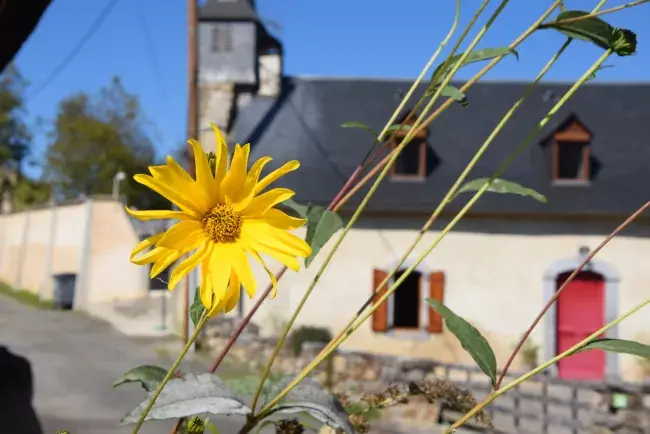 Tournesol en fleur devant une maison des Baronnies