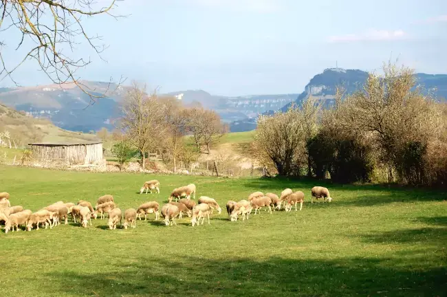 Troupeau de brebis à Tiergues - Occitanie