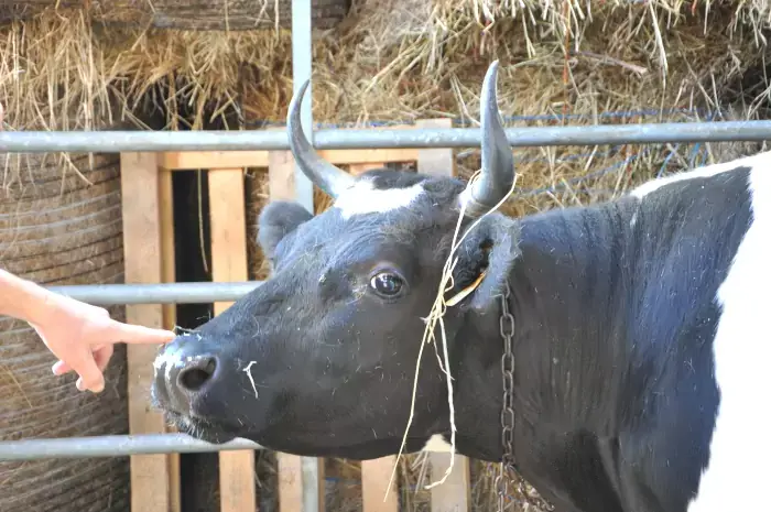 Vache bretonne pie noire productrice de lait en Bretagne