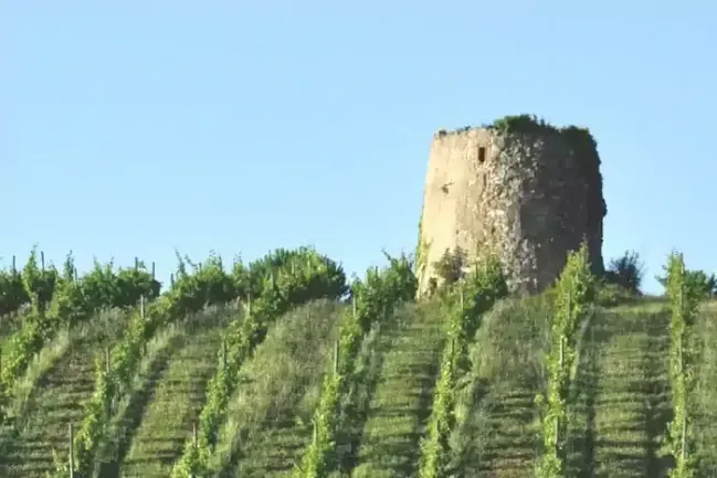 Les vignes de Dominik Benz